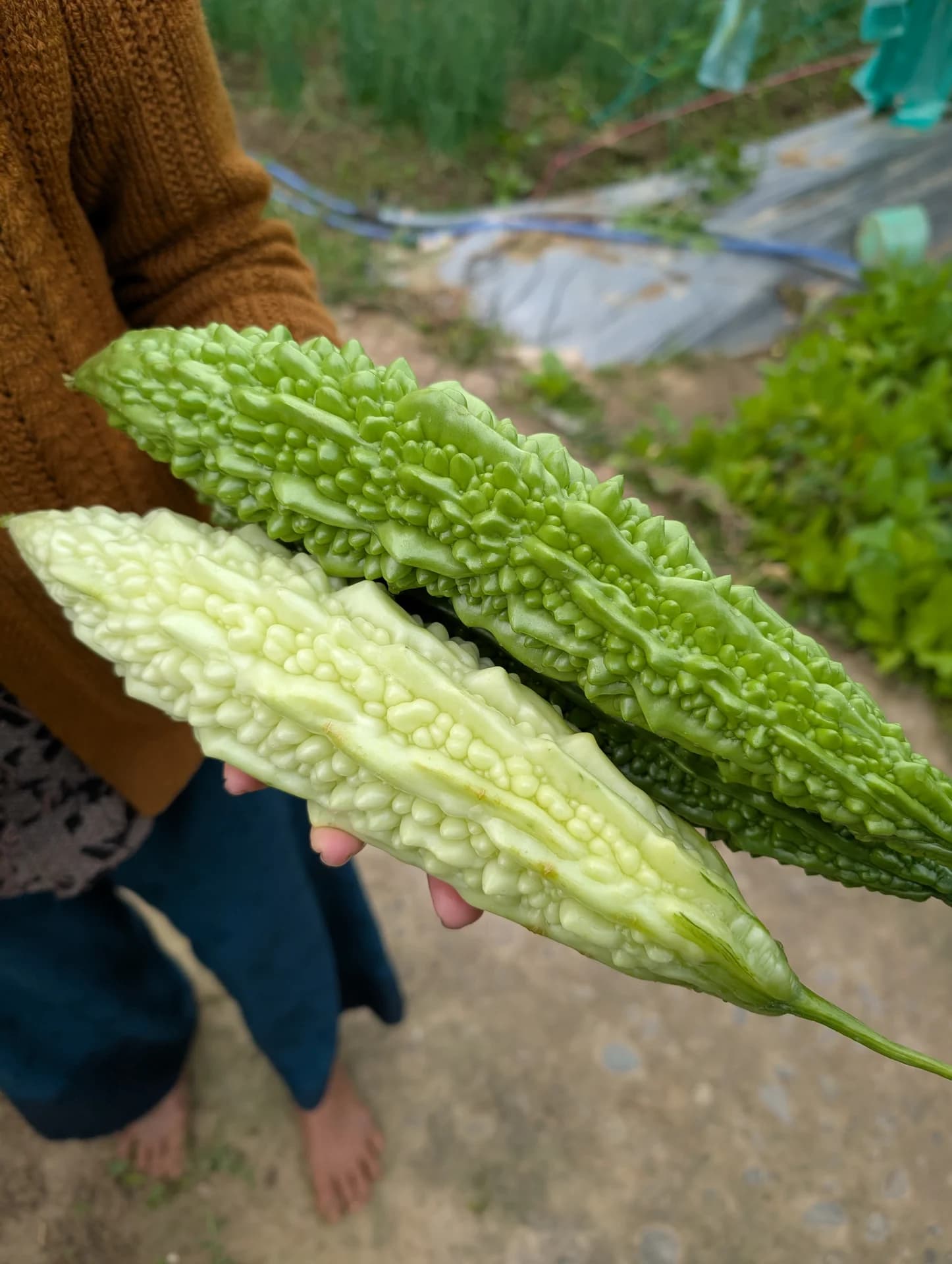 Khổ qua địa phương